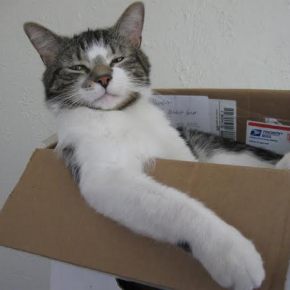 Valaistuminen ja kissankakka