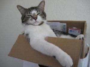 Crum chillailee pahvilaatikossaan